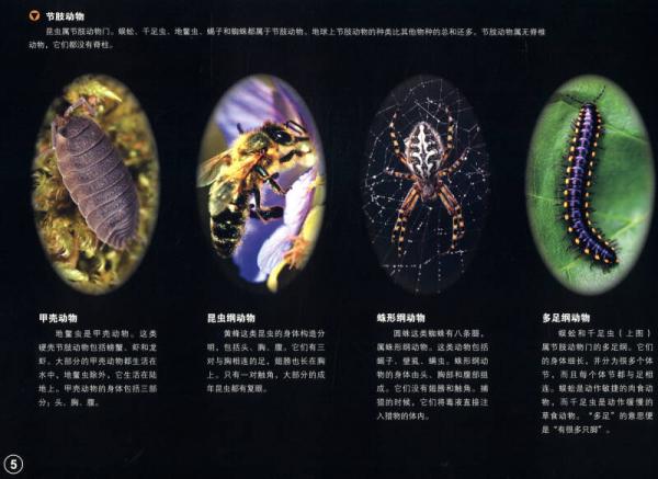 超级炫酷3D立体大百科：昆虫王国大探秘