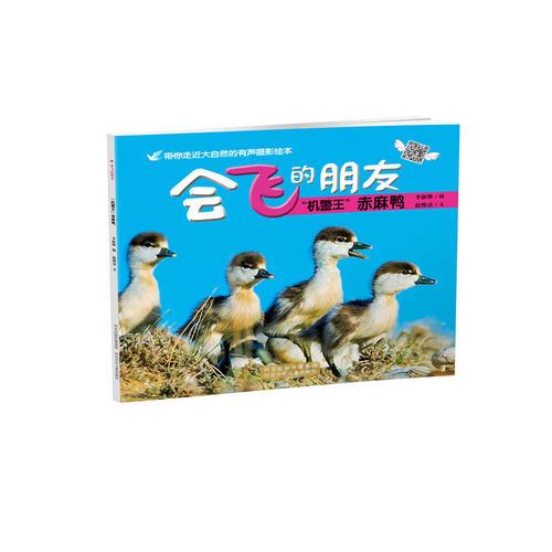 “機警王”赤麻鴨