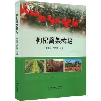 枸杞籬架栽培