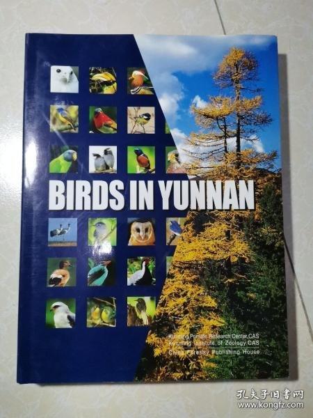 中國云南野生鳥類