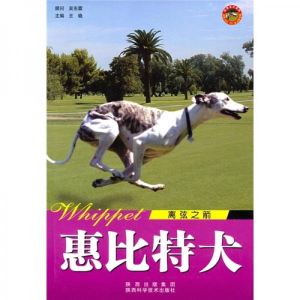 世界名犬：惠比特犬（离弦之箭）