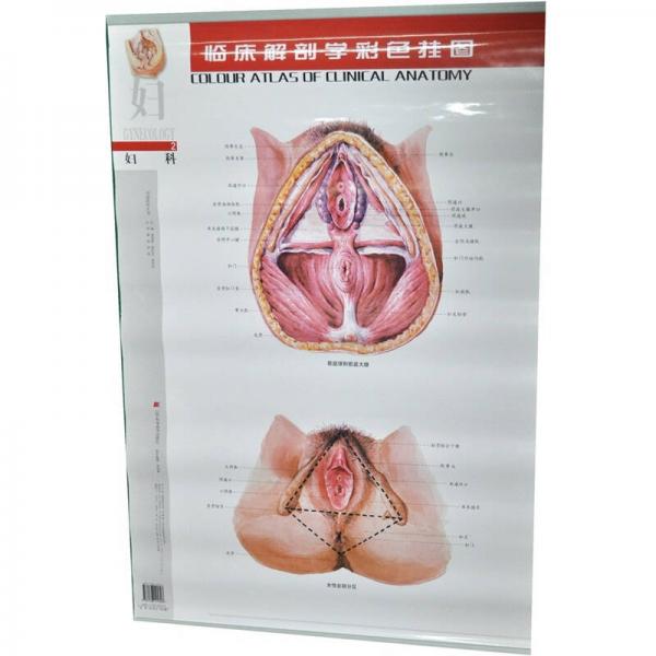 临床解剖学彩色挂图：妇科（共6张）