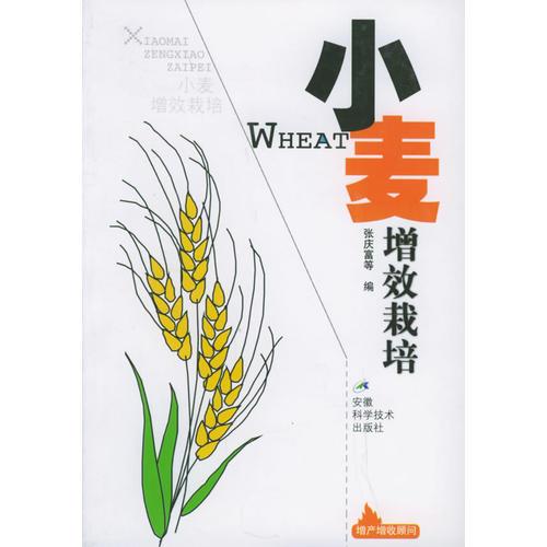 小麥增效栽培