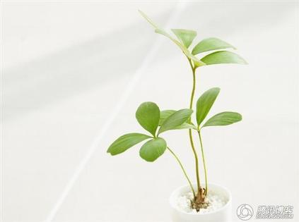 落花有意