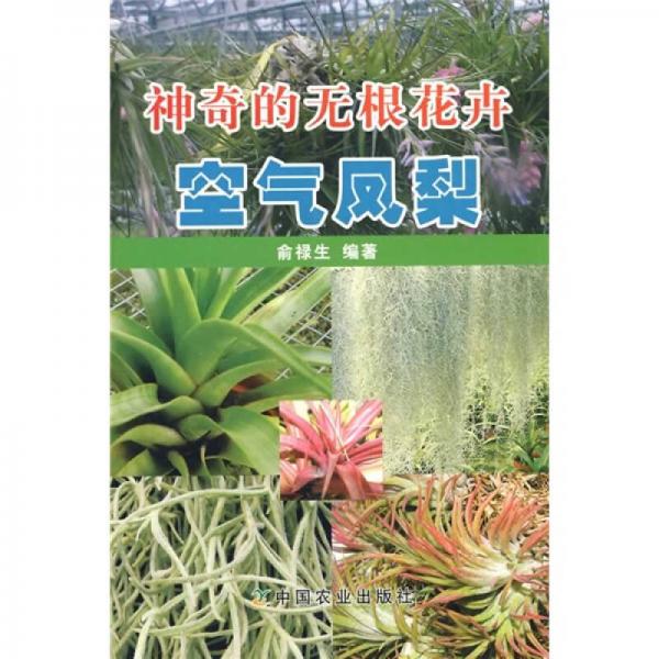 神奇的無根花卉：空氣鳳梨