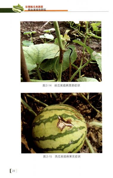 彩图版瓜类蔬菜病虫害绿色防控/听专家田间讲课