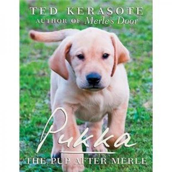 Pukka: The Pup After Merle