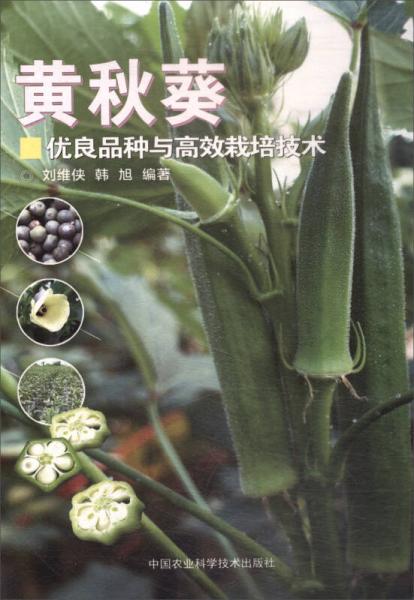 黄秋葵优良品种与高效栽培技术