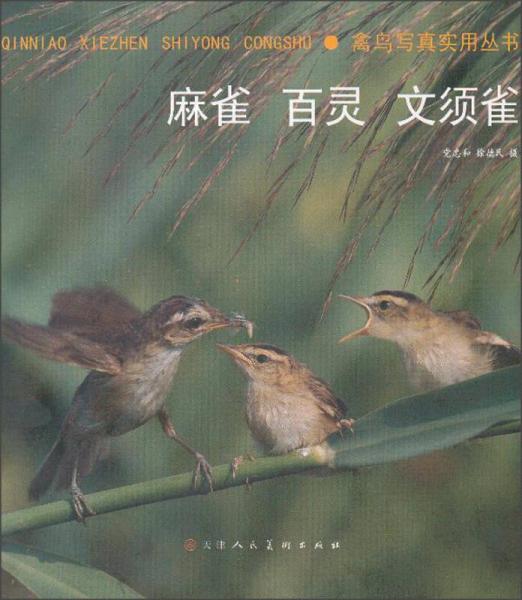 麻雀 百靈 文須雀