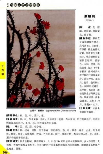 云南天然药物图鉴