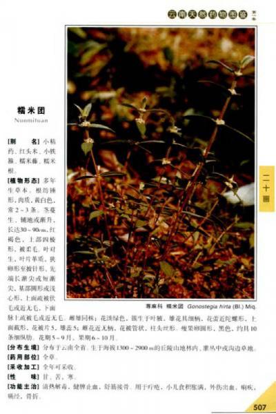 云南天然药物图鉴