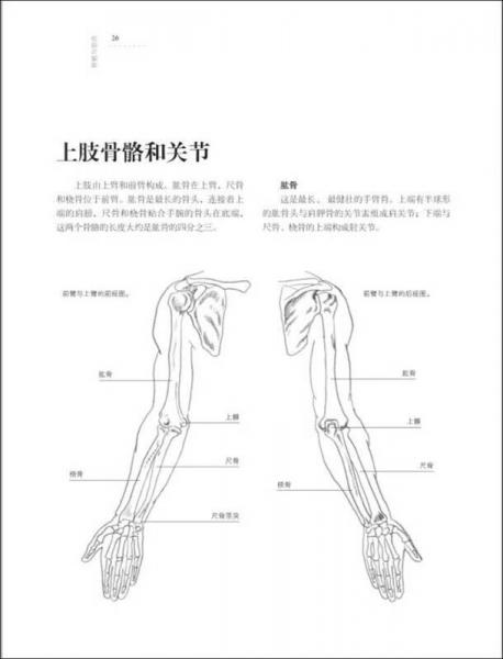 欧洲绘画技法丛书：人体解剖与动态表现技法