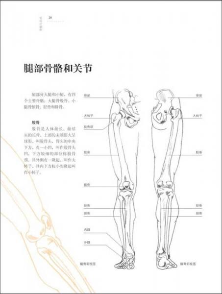 欧洲绘画技法丛书：人体解剖与动态表现技法