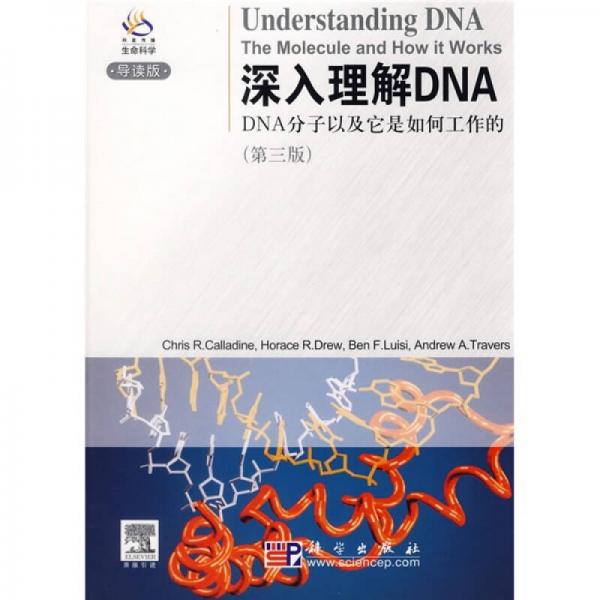 深入理解DNA