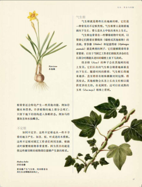 英国皇家园艺学会植物学指南：花园里的科学与艺术