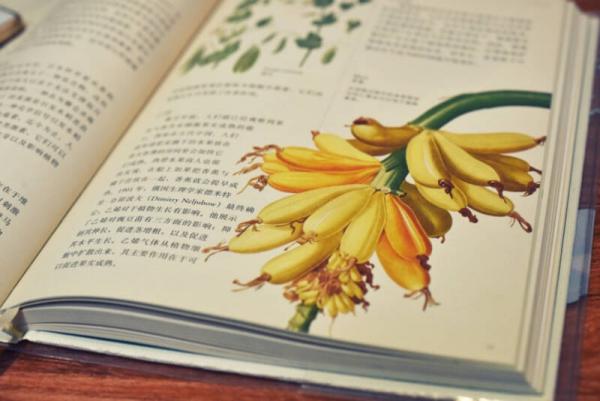 英国皇家园艺学会植物学指南：花园里的科学与艺术