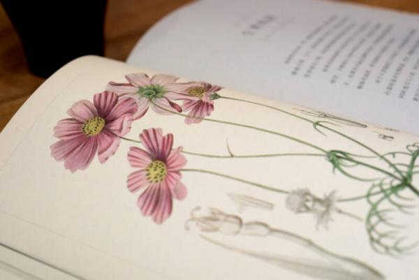 英国皇家园艺学会植物学指南：花园里的科学与艺术