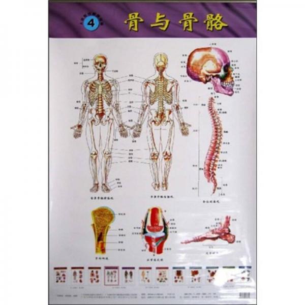 人体系统解剖挂图（4-5）