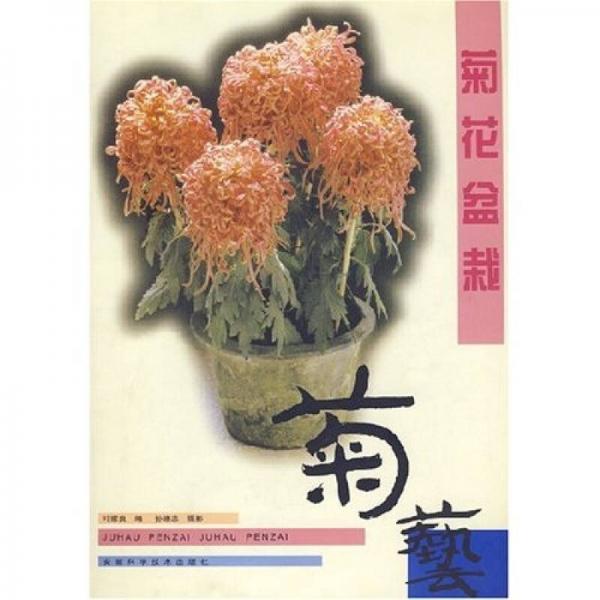 菊花盆栽：菊艺