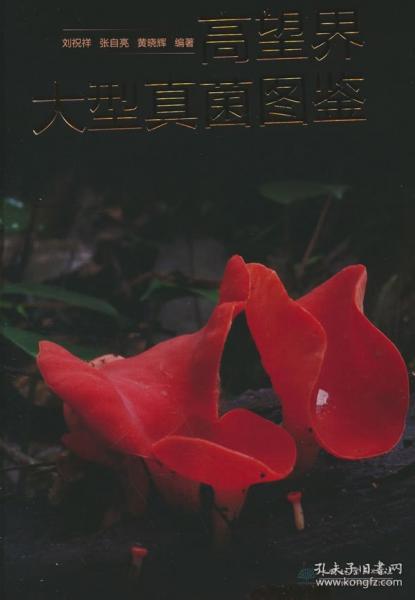高望界大型真菌圖鑒(精)