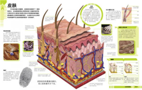 有趣的3D立体书·人体