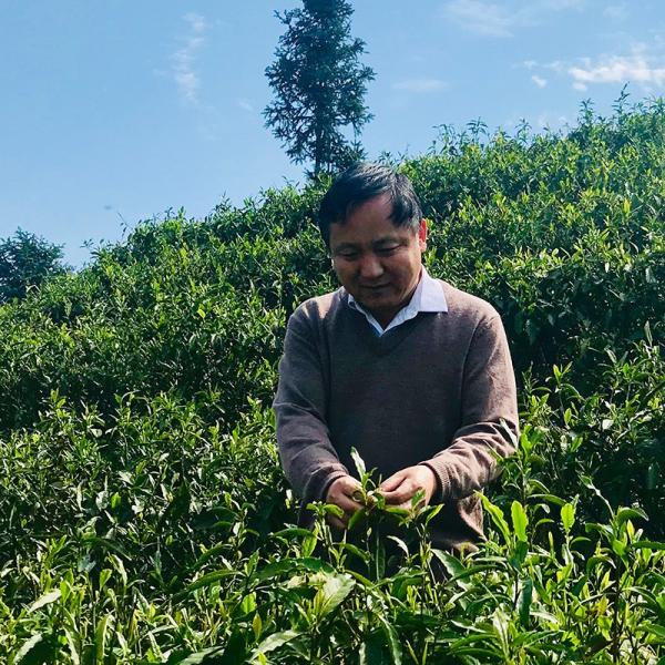 庚子春一日一茶