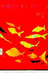 養(yǎng)殖魚類疾病及其防治