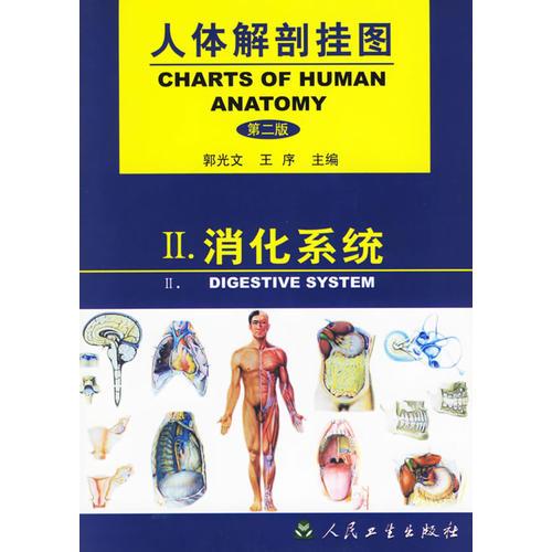 人体解剖挂图——消化系统（二）