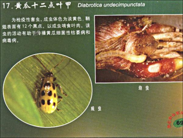 西瓜病虫害及防治原色图册