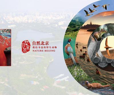 自然北京:我們身邊的野生動(dòng)物