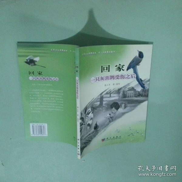 回家:一只灰喜鵲受傷之后