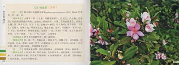 中草药原植物鉴别图册