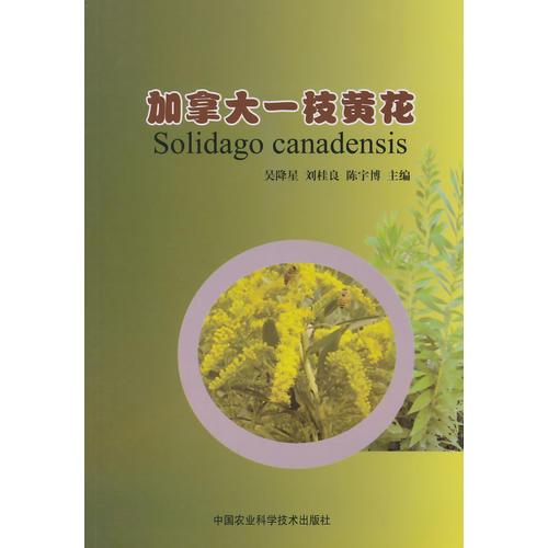 加拿大一支黃花