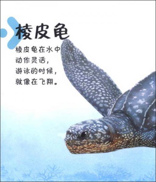 创意翻翻小百科·我的大发现：海洋动物