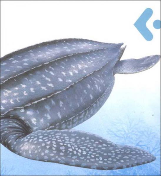 创意翻翻小百科·我的大发现：海洋动物