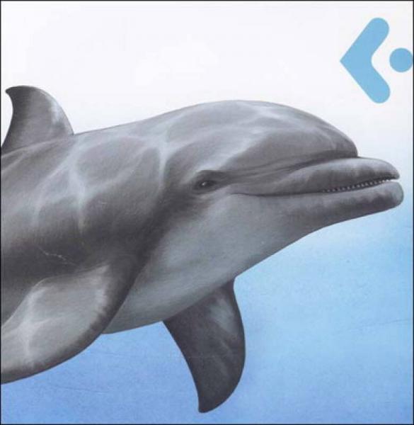 创意翻翻小百科·我的大发现：海洋动物