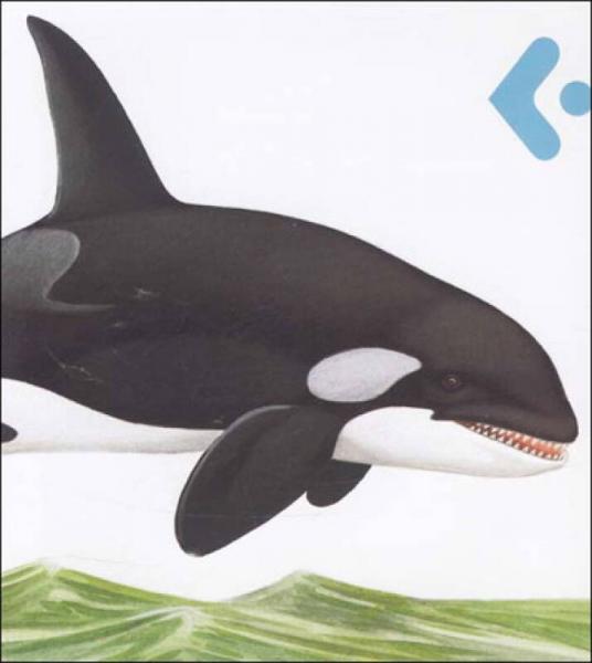 创意翻翻小百科·我的大发现：海洋动物