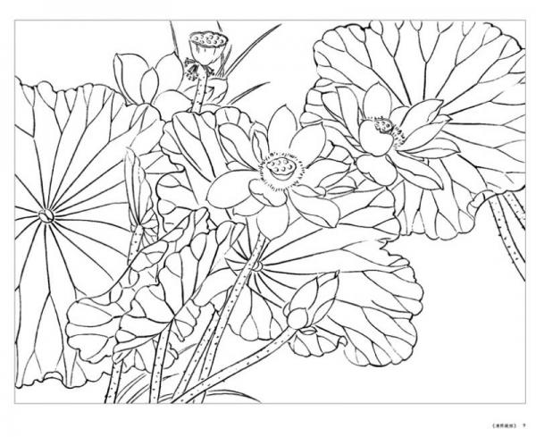 养心斋原大白描画谱-荷花小品