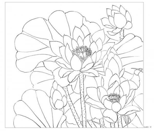 养心斋原大白描画谱-荷花小品