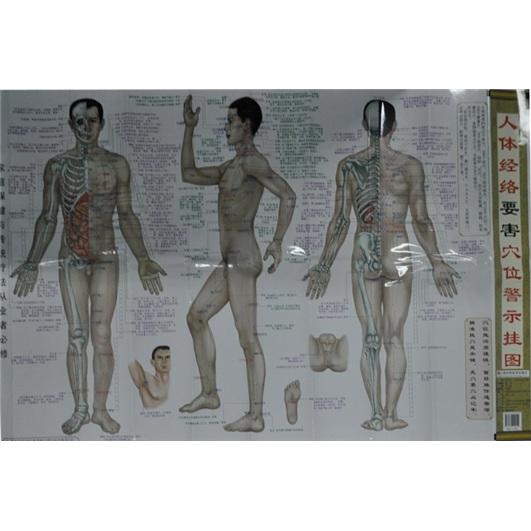 人體經(jīng)絡(luò)要害穴位警示掛圖