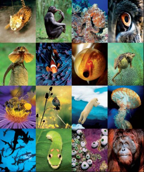 图解动物生活大百科