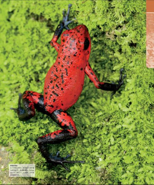 图解动物生活大百科