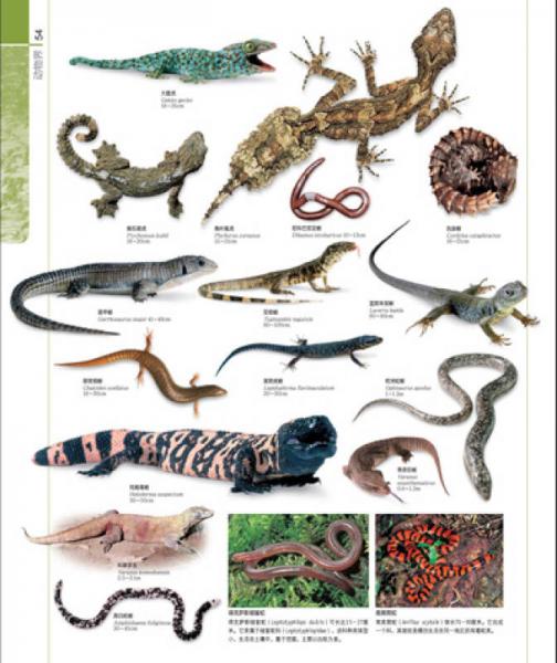 图解动物生活大百科