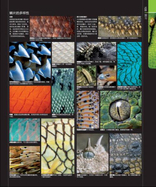 图解动物生活大百科