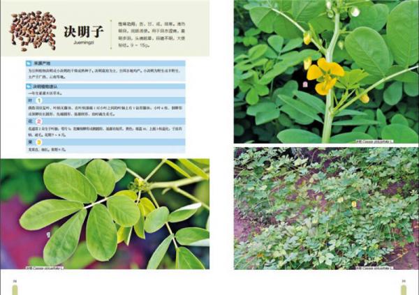 中草药高清大图谱