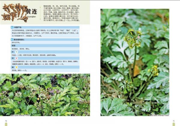 中草药高清大图谱