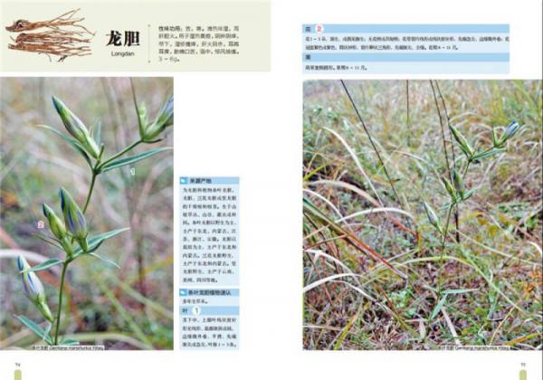 中草药高清大图谱