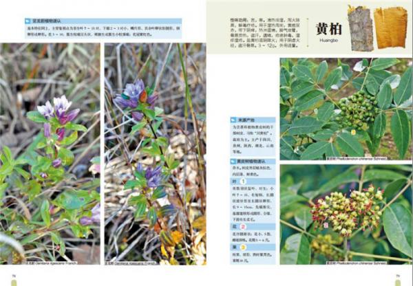 中草药高清大图谱