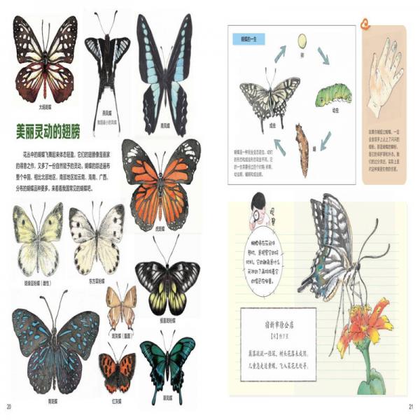 我们的大自然 给中国孩子的手绘自然百科