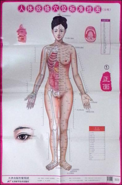 人體經(jīng)絡(luò)穴位標(biāo)準(zhǔn)掛圖（女性）（3張）